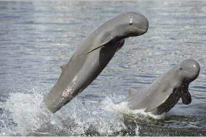 4 hours taking tuk tuk to see Mekong dolphins and countryside - Key things worth knowing before you go