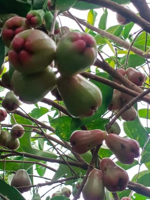 A day tour through Battambang/Local area and landmarks - Lotus, Fruit, and Barbecue: The Tasting Stops That Make This Tour Stick
