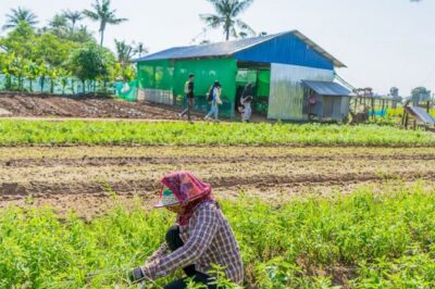 Afternoon Cooking Class & Village Tour in Siem Reap - Vegetable and Mushroom Farms: Fresh Ingredients You Can Picture Later