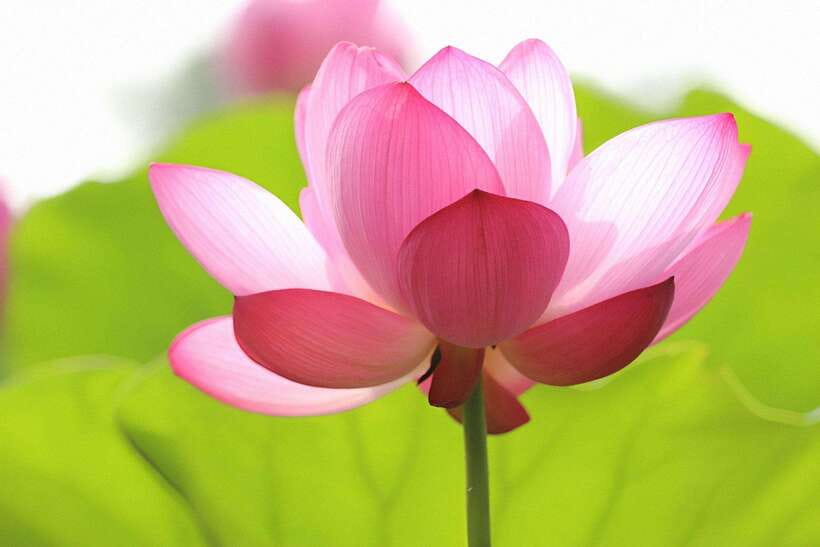 Angkor Silk Farm & Lotus Silk Farm: Siem Reap Discovery Tour - Should You Book Angkor Silk and Lotus Silk?