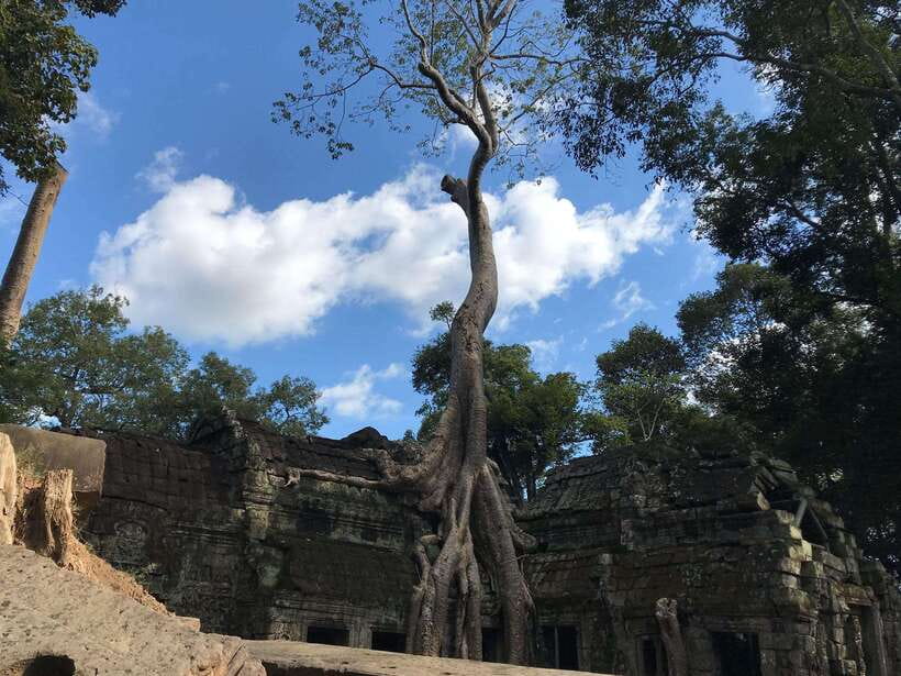 Angkor Wat Sunrise by Vintage Jeep – Private Tour - Ta Prohm before the crowds: tree roots and the Tomb Raider vibe