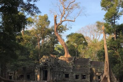 Angkor Wat Sunrise Private Tour by Vintage Jeep - Ta Prohm’s Tree Roots: Atmosphere Without the Full Morning Stampede