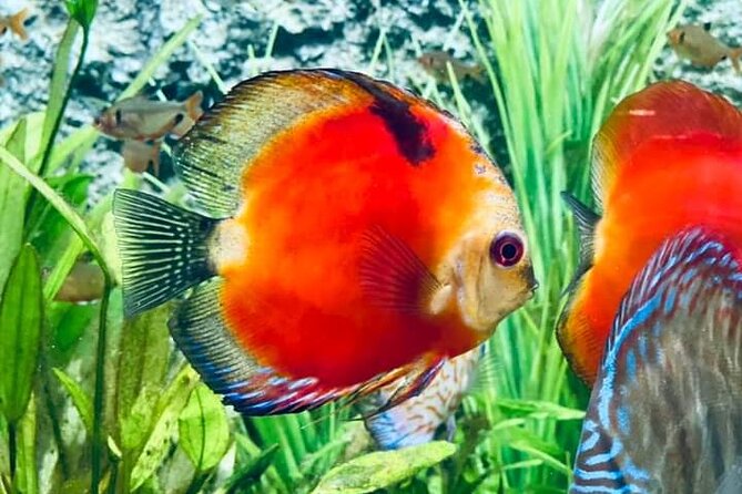 Angkor Wildlife & Aquarium Halfday tour - Key highlights you’ll notice right away