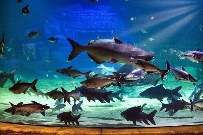 Angkor Wildlife & Aquarium Halfday tour - The aquarium experience: fish you can actually watch