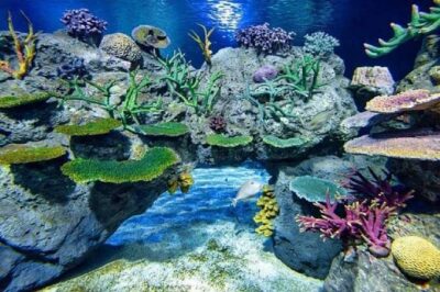Angkor Wildlife & Aquarium Halfday tour - Getting there comfortably: pickup, guide, and a/c ride