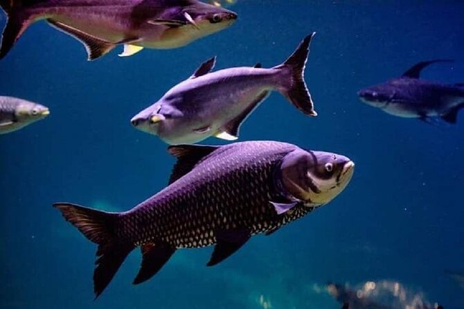 Angkor Wildlife & Aquarium Halfday tour - Wildlife exhibits: sun bears, tigers, and snakes