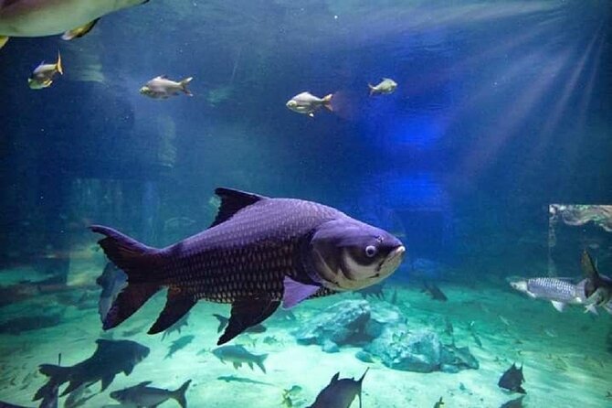 Angkor Wildlife & Aquarium Halfday tour - Conservation focus: why this place feels more than entertainment