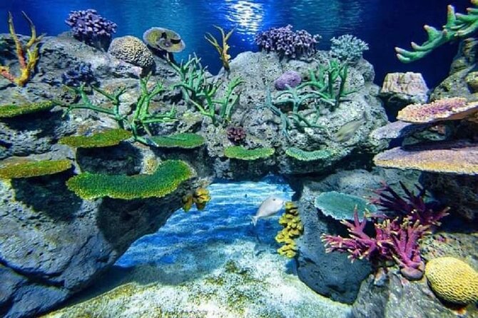 Angkor Wildlife & Aquarium Halfday tour - Getting there comfortably: pickup, guide, and a/c ride