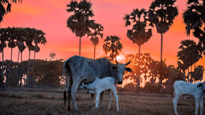 Authentic Siem Reap: Tuk Tuk Countryside and Sunset Tour - Basket-making, rotan tools, and the spiritual houses you spot at home