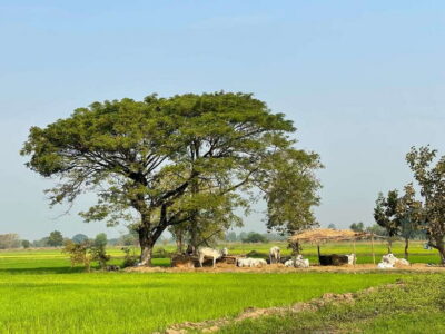 Battambang: Bamboo Train, Bat Cave and Killing Cave Tour - City first: colonial leftovers, pagodas, and Battambang’s symbols