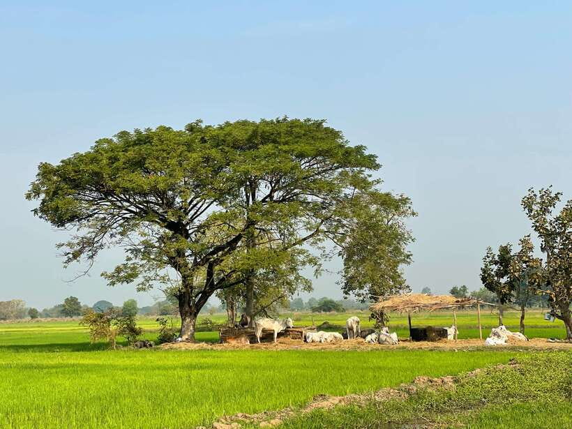Battambang: Bamboo Train, Bat Cave and Killing Cave Tour - City first: colonial leftovers, pagodas, and Battambang’s symbols
