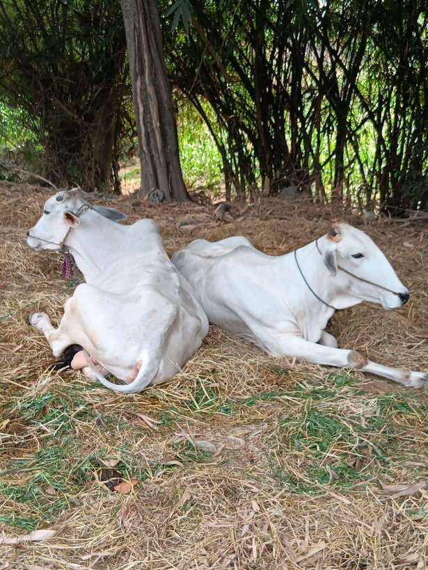 Battambang Private Full-Day Tour - A well-paced private day in Battambang, not a rushed hit list