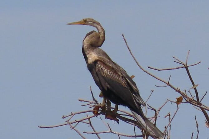 Beyond The Oudong Temple and Birdwatching in Phnom Penh - Why This Early Birding Route Works Around Phnom Penh