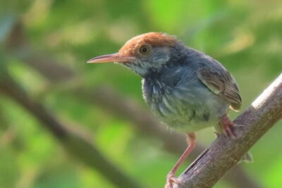 Beyond The Oudong Temple and Birdwatching in Phnom Penh - Meeting at 5:30–6:00: Pickup Options and Small-Group Pace