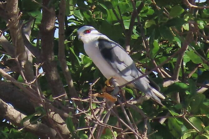Beyond The Oudong Temple and Birdwatching in Phnom Penh - Oudong Temple Birding and Old Capital City Context