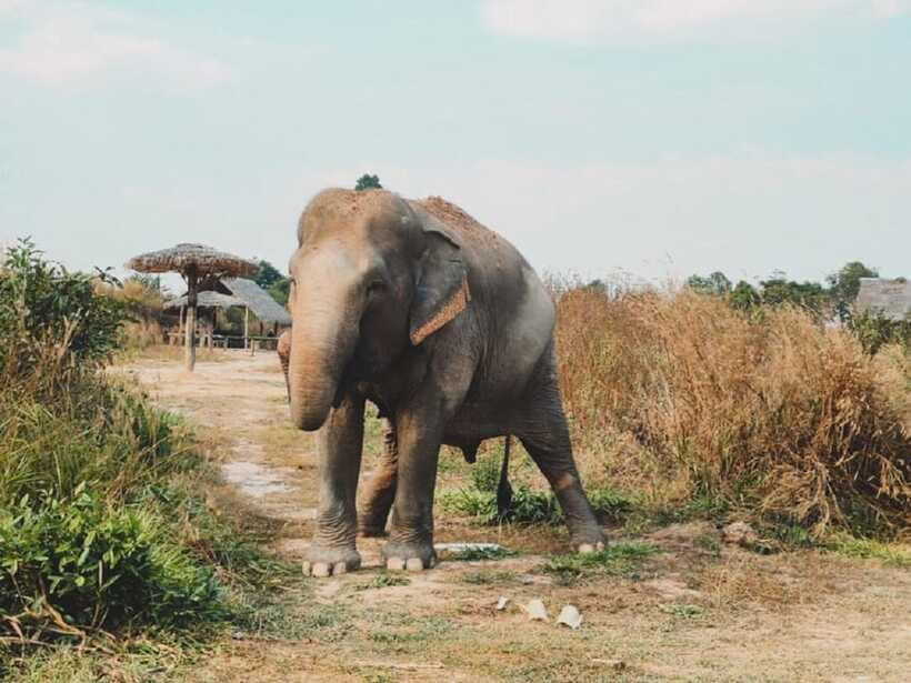Cambodia Elephant Sanctuary Include Hotel Transfer Roundtrip - Break, photos, and the rhythm of a small-group visit