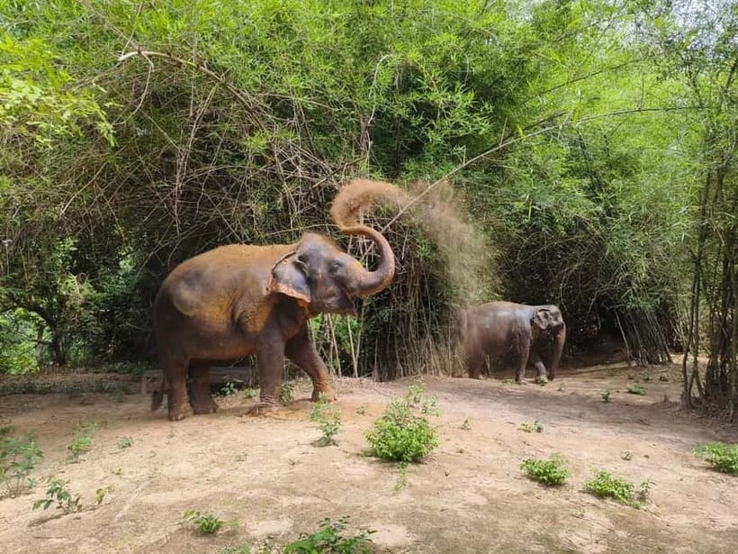 Cambodia Elephants Haft Day Experiences from Siem Reap - Key things you’ll notice on this outing