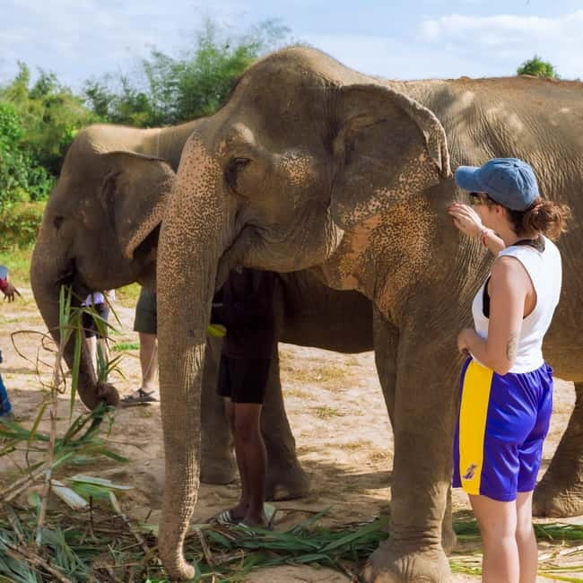 Cambodia Elephants Haft Day Experiences from Siem Reap - Cows for Cambodia Farm: where local life shows up