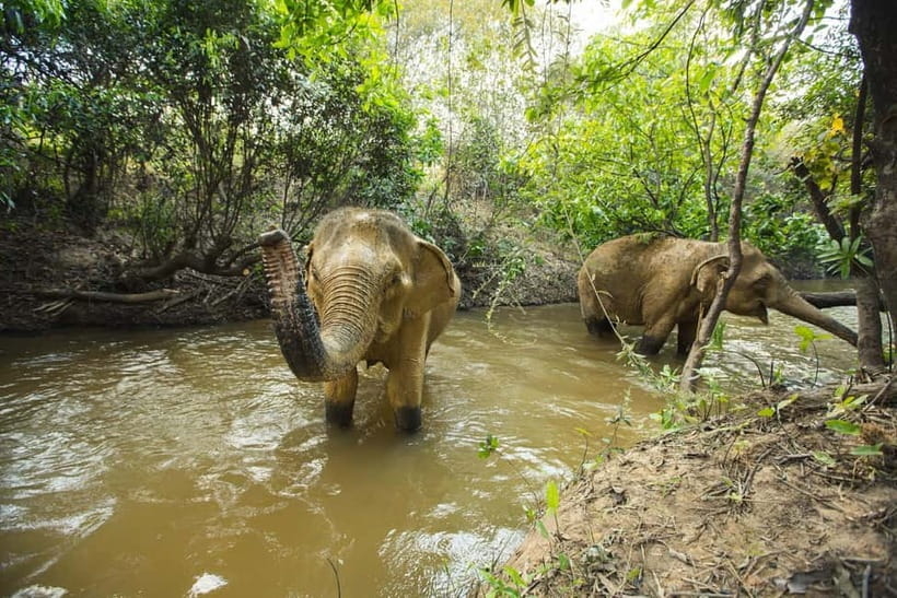 Cambodia Elephants Haft Day Experiences from Siem Reap - The sanctuary intro: why the first 25–30 minutes change the whole visit