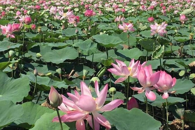 Chiso temple, Neang khmao, and Taprum temple historical site Tour - Phnom Chisor: Sculpted 11th-Century Galleries and the Best Rice-Field Photos