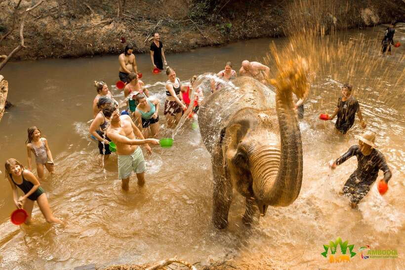 From Siem Reap: Elephant Sanctuary Experience with Transfers - Feeding Handmade Snacks and Preparing Digestion-Friendly Food