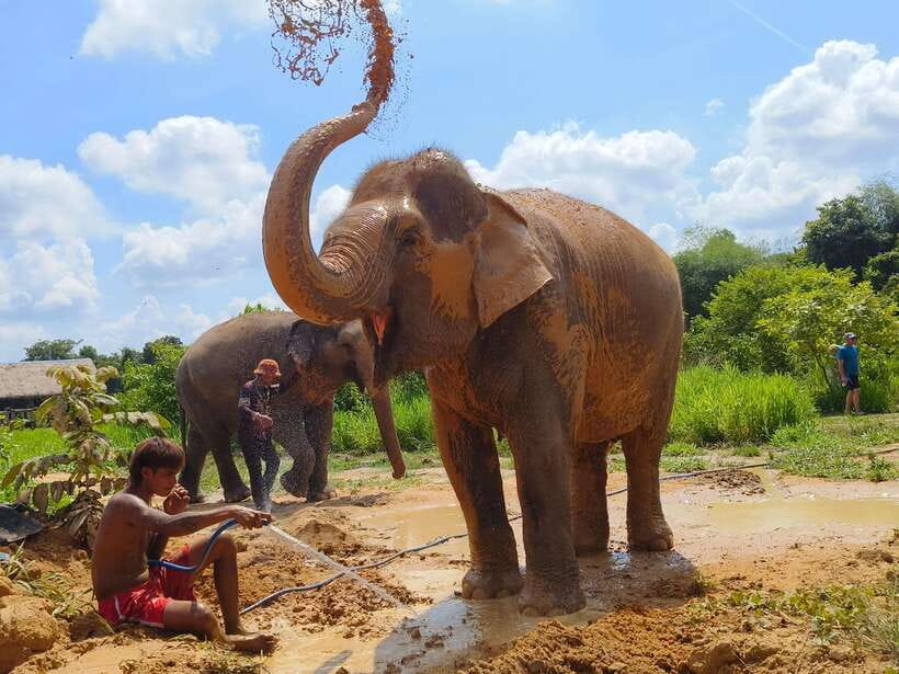 From Siem Reap: Elephant Sanctuary Experience with Transfers - River Bathing Session: Watching Them Splash on Their Terms