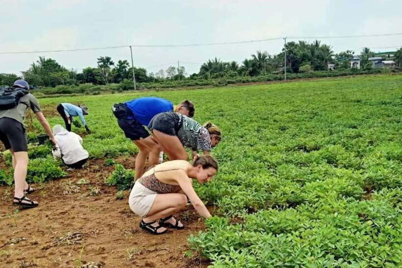 Full-day: Original bamboo train, Wat Banan, Phnom Sampov - Culture stops: villages, snacks, and bamboo sticky rice