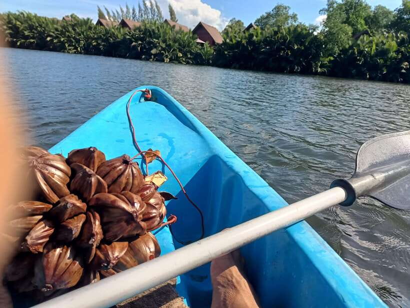 Green Cathedral Kayaking Journey & Reflection River View - Should you book the Green Cathedral kayaking tour?