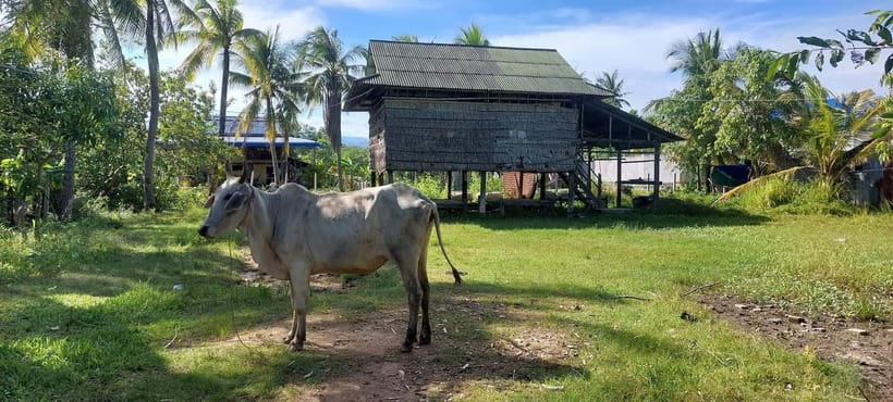Kampot: Cultural Bike Experience - Local Life & Countryside - Flat Country Roads and a 15 km Day: The Ride Comfort Check