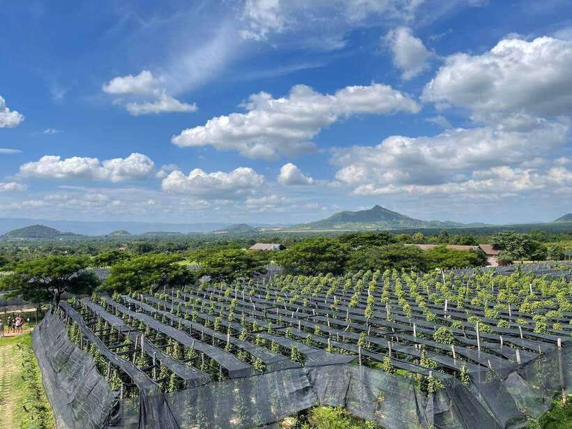 Kampot Pepper Farm, Salt Fields, Crab Market from Phnom Penh - FAQ