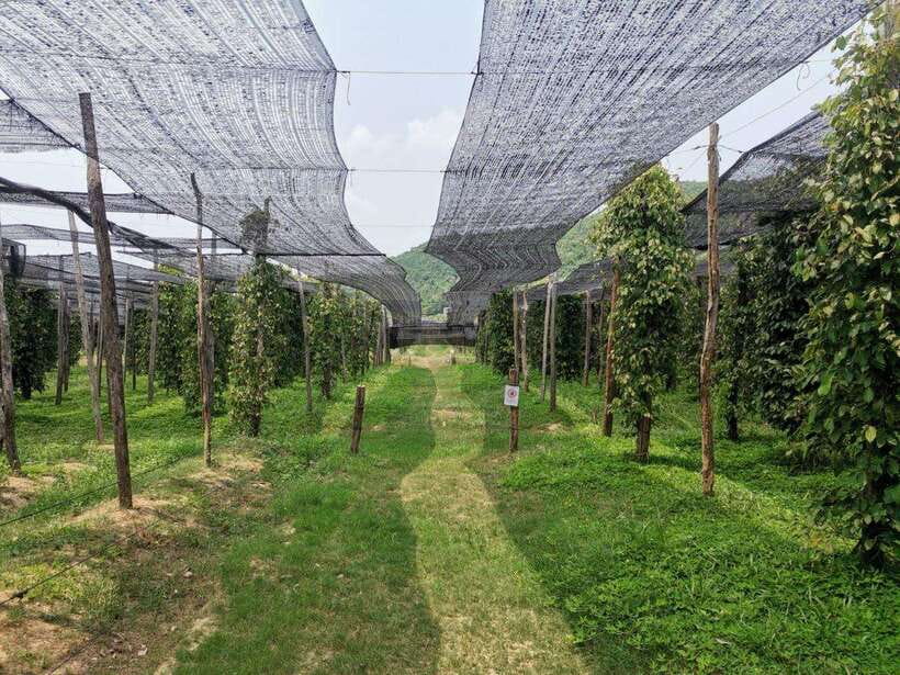Kampot Pepper Farm Tour: Salt Fields, La Plantation & Cave - Salt Fields: Your Photo Stop and the Harvest Reality