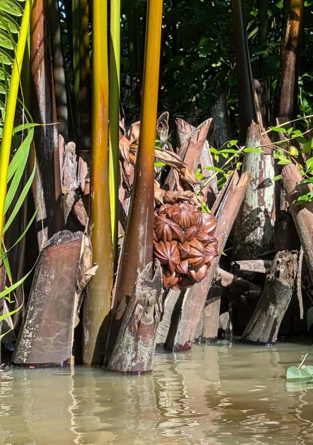Kampot's Countryside & Kayak Tour, Pepper Farm include Lunch - Secret lake break: soft drinks, photos, and a breather