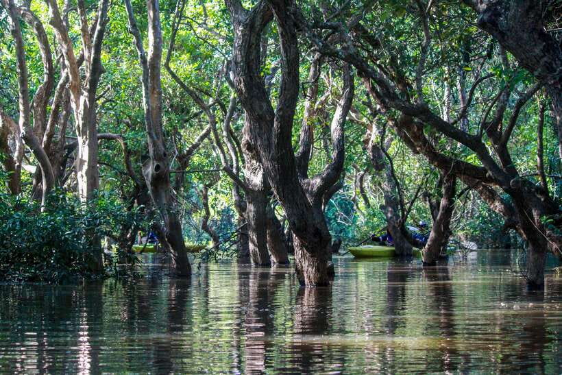 Kayaking & Floating Village in Siem Reap - Floating Village Context: Rice Paddies and Daily Life