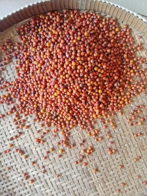 Kep: Discover kampot pepper farm/lake & Salt fields...more - Price and logistics: does $29 hold up?