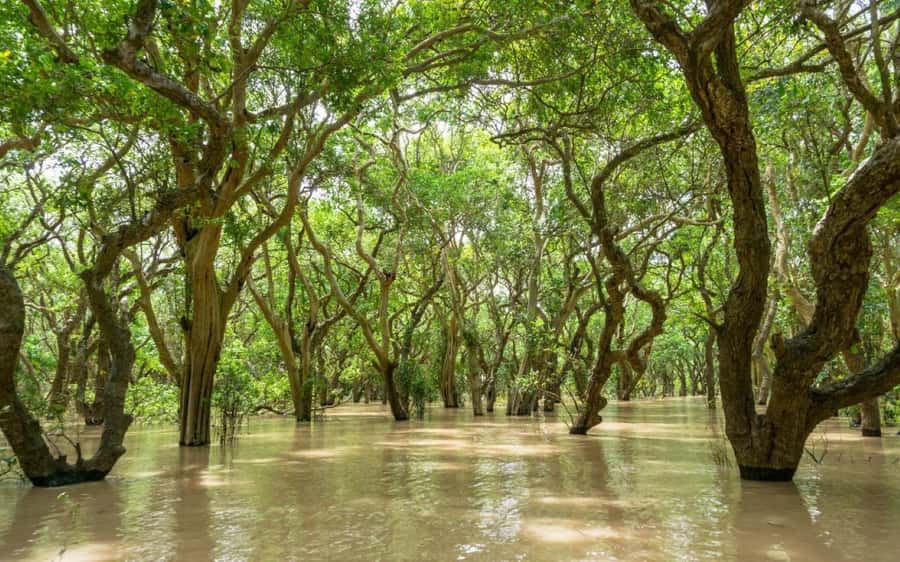 Kompong Pluk Tour - Key highlights worth planning for