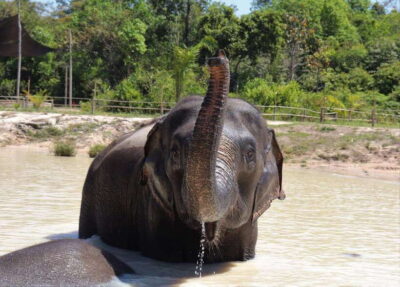 Kulen Elephant Forest Siem Reap in Small Group - Snack-making: where you stop watching and start learning