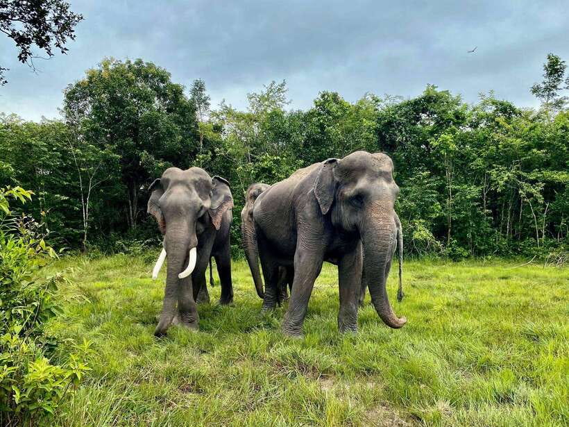Kulen Elephant Forest Siem Reap in Small Group - The forest walk and 2km observation trek: pacing matters