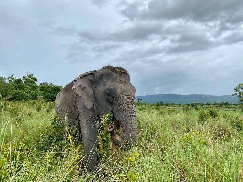 Kulen Elephant Forest Tour with Hotel Pick-up & Drop off - Water time and end-of-walk hosing: where the day turns playful