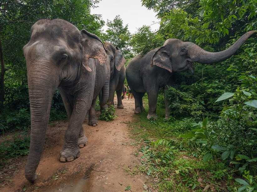 Kulen Elephant Forest Tour with Hotel Pick-up & Drop off - What to bring (and what will matter once you’re there)
