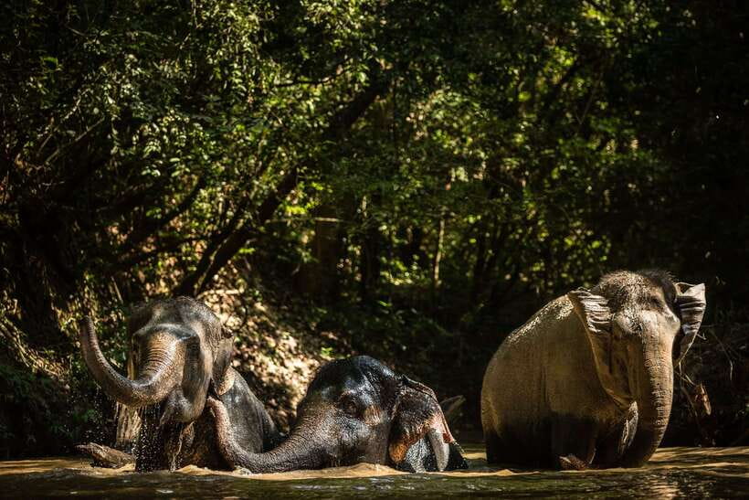 Kulen Mountain Day Trip with Picnic & Kulen Elephant Forest - Key points I’d plan around