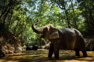 Phnom Kulen Park: Tour with Elephant Forest from Siem Reap - Phnom Kulen National Park: The Khmer Power Points Up Close
