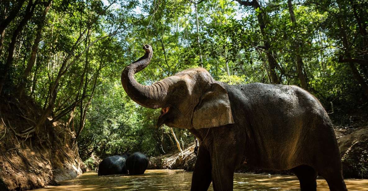 Phnom Kulen Park: Tour with Elephant Forest from Siem Reap - Guides, Drivers, and the Small-Group Advantage (Up to 6)