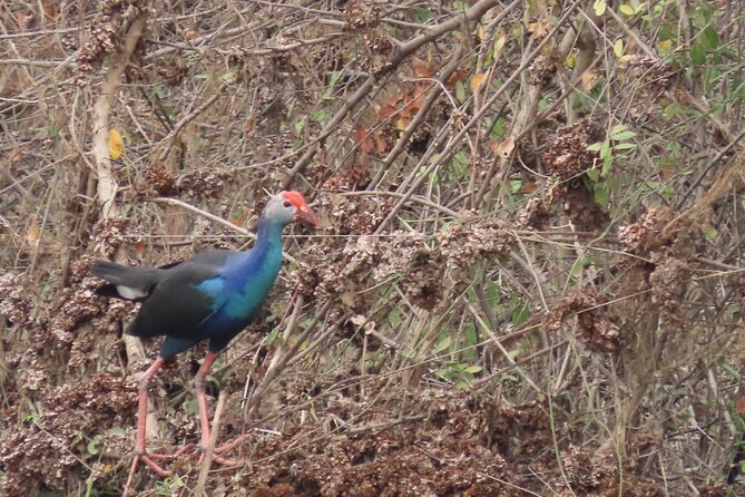 Phnom Penh Birding Experience and Brunch - Price and value: what $85 buys you in Phnom Penh birding