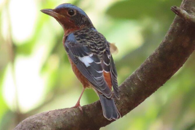 Phnom Penh & Kirirom National Park Birds Tour - Key highlights to know before you go