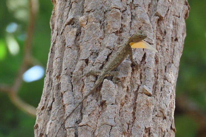 Phnom Penh & Kirirom National Park Birds Tour - From Phnom Penh at 5:30am: what the timing really does for birding