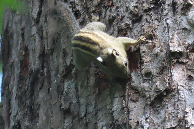 Phnom Penh & Kirirom National Park Birds Tour - Species targets you’ll actually think about (not just memorize)