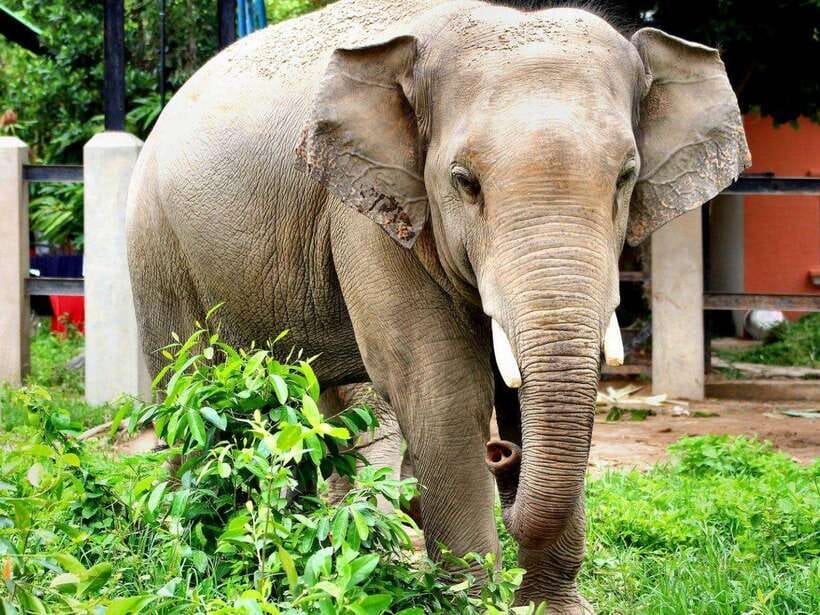 Phnom Tamao Wildlife Center & Buddha Kiri Cambodia Day Tour - Who this day tour suits best