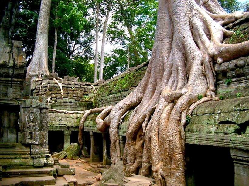 Private Angkor Sunrise, Guide Breakfast and Tuktuk included - Ta Prohm’s Atmosphere: Roots, Ruins, and Maze-Like Paths