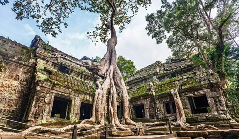 Siem Reap: Angkor Wat: Small-Group Sunrise or Sunset Tour - Ta Prohm: when the jungle wins the stone
