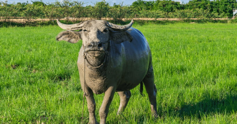 Siem Reap: Countryside Sunset Jeep Tour / SUV Available - Wat Po Banteaychey: Buddhist practices and Khmer fortune-telling